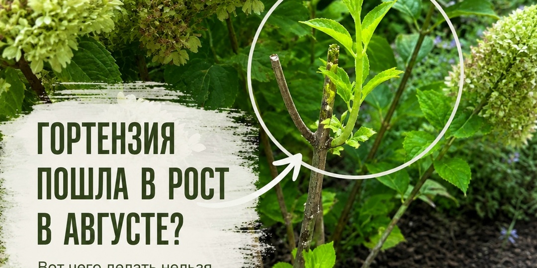 ГОРТЕНЗИЯ ПОШЛА В РОСТ В АВГУСТЕ? Вот чего сейчас делать НЕЛЬЗЯ