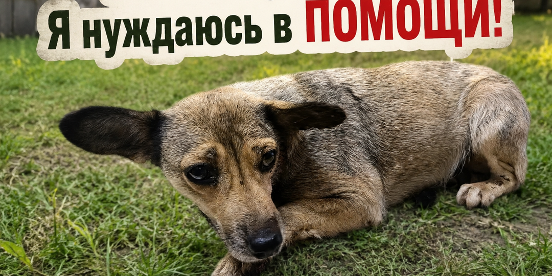 🐕 Ирма из Ишеевки: когда одна маленькая жизнь нуждается в большой поддержке 🆘
