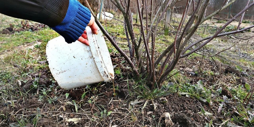 10 секретов ухода за смородиной и крыжовником в августе и сентябре: закладываем рекордный урожай будущего года.