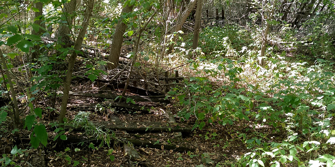 Три ведра 🪣 яблок 🍏: прогулка по заброшенным садам и любимый рецепт повидла