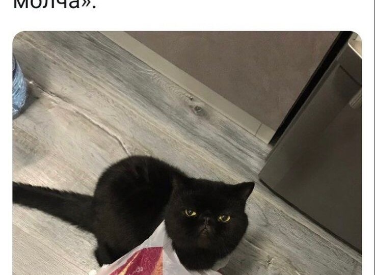 Котопозитив