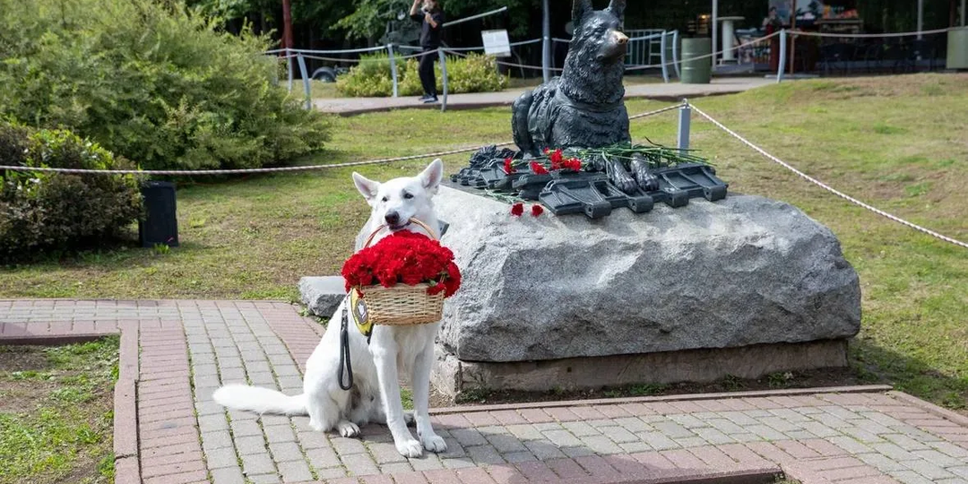 «Остановила эшелон и скрылась в лесу» — история собаки, которая впервые вернулась с задания. Её подвигу посвятили фестиваль на 5000 человек