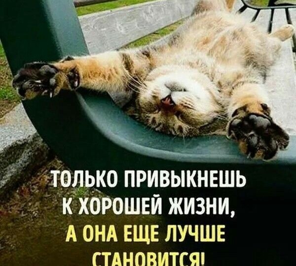 Мемы с котиками для хорошего настроения