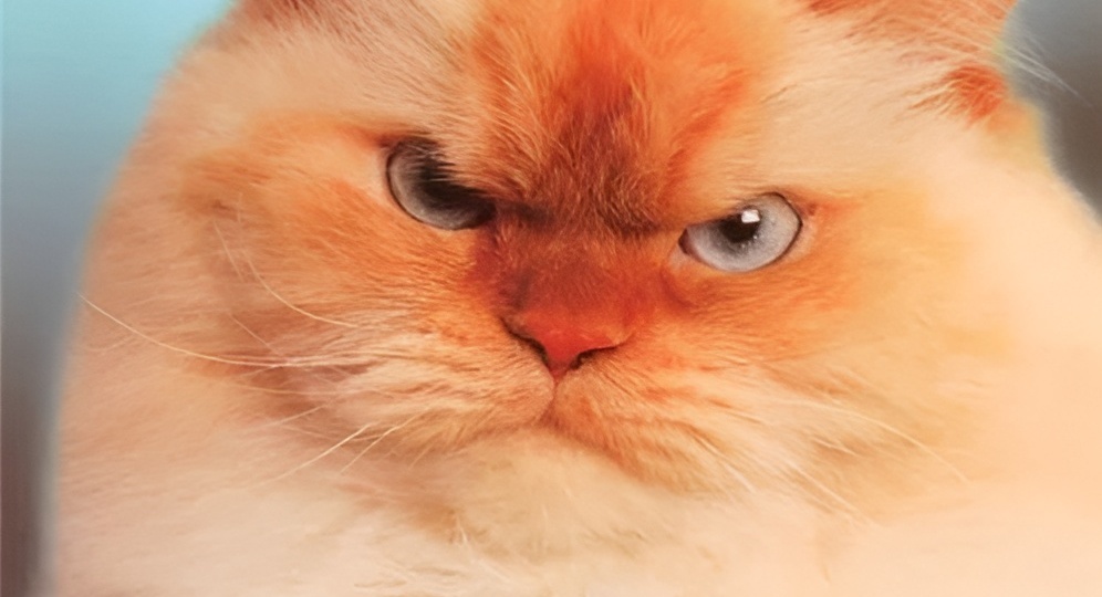 Мемы с котиками для отличного настроения: 15 смешных фото, почему кошки «бодаются» головой