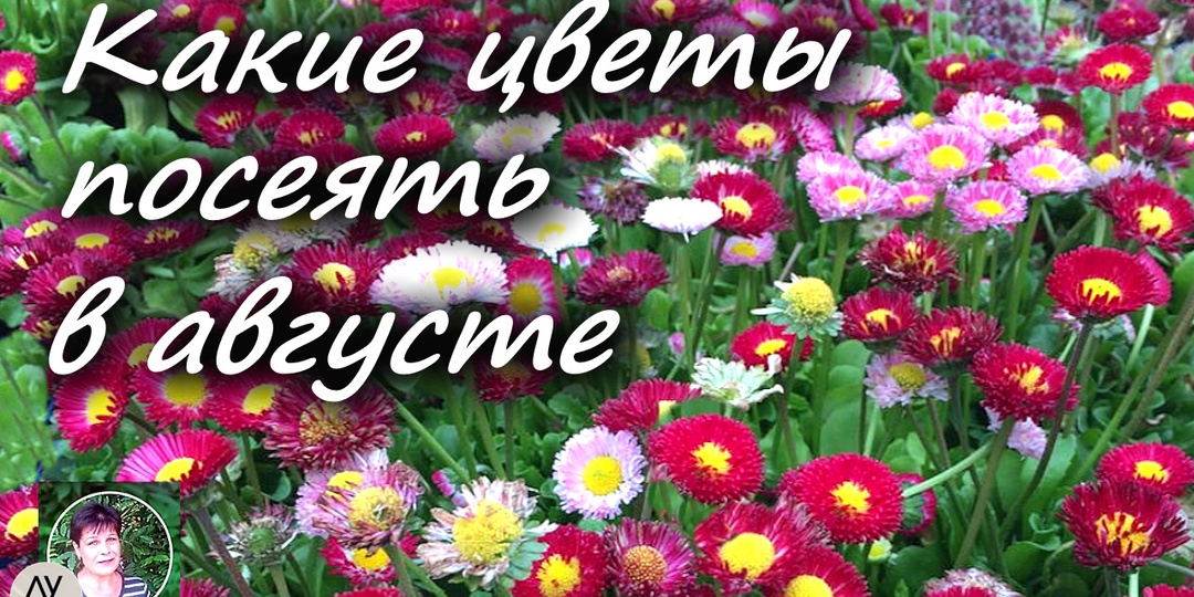 Какие цветы посеять в августе, чтобы получить цветение уже со следующей весны