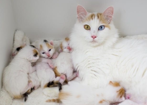Фото котиков для отличного настроения: 15 мокрых от восторга фото — порода, которая обожает плавать, турецкий ван
