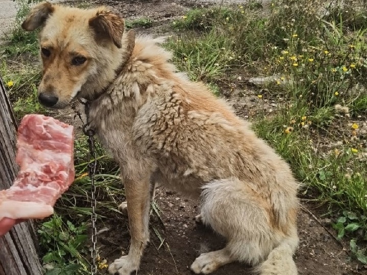 Чтобы Бобик не оказался на улице, нам надо оплатить его передержку. Помогите!
