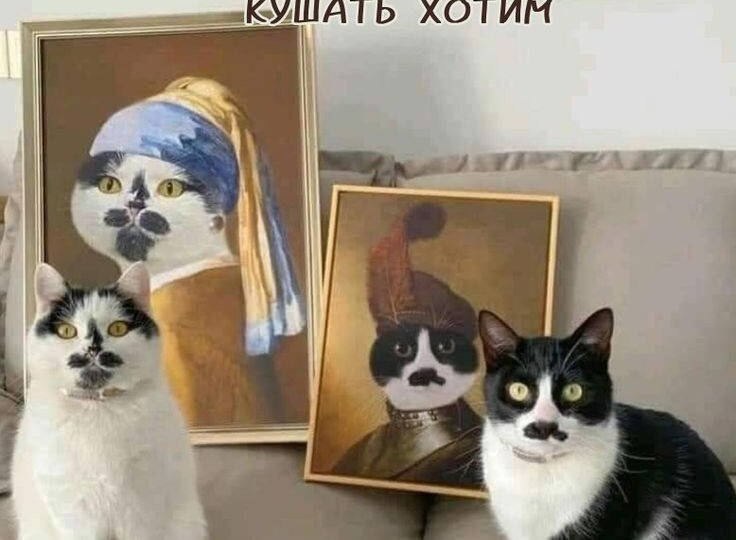Котомемы для отличного настроения новая подборка