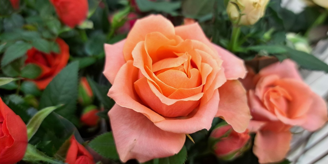 Россиянам назвали самые доступные цветы на 1 сентября