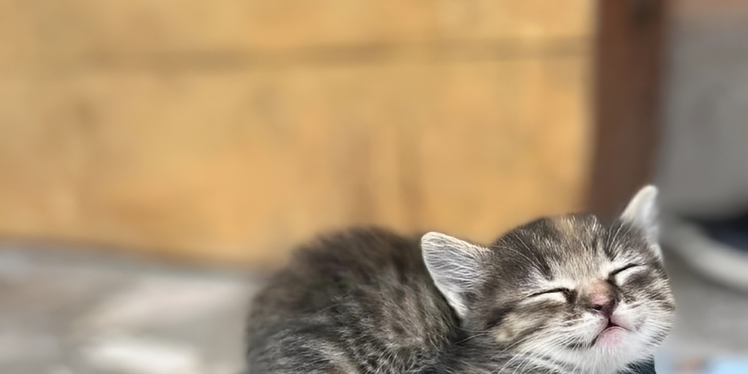 Мемы с котиками для отличного настроения: 15 смешных фото, почему одни кошки общительнее других