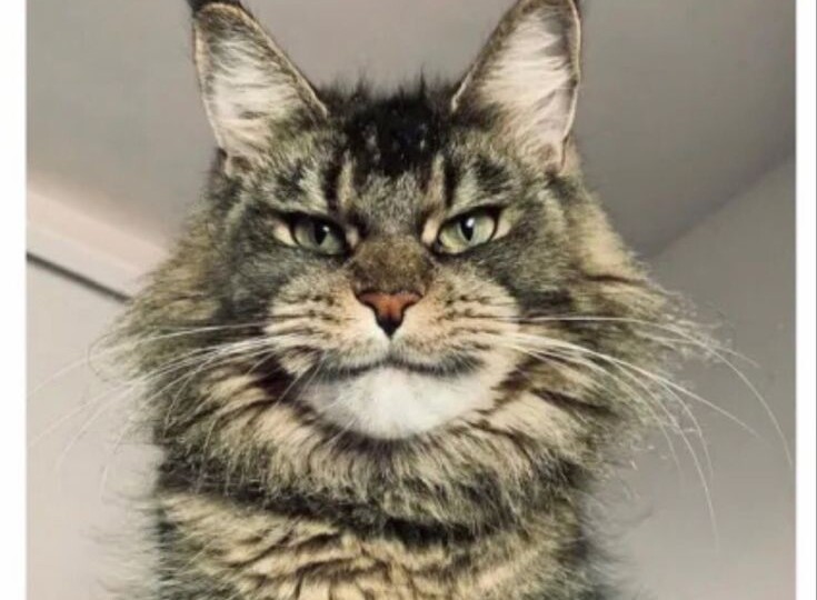 Котомемы, веселая подборка