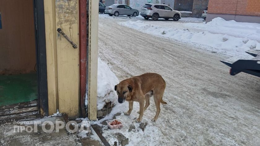 В Ярославской области временно запретили четыре серии вакцин после гибели собак
