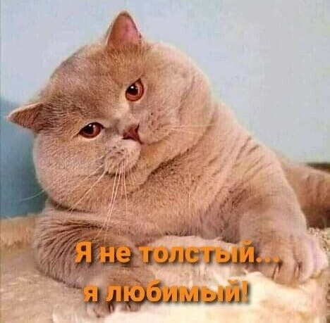Я не толстый, я любимый...😁 23 поднимающих настроение фото