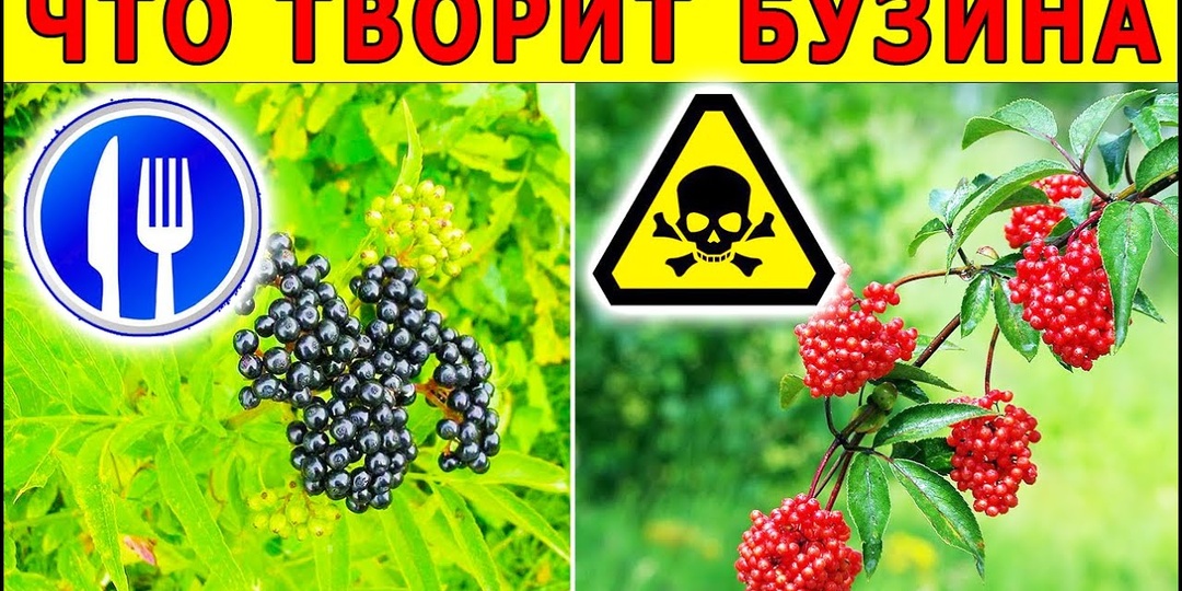 Бузина — супер-ягода для иммунитета