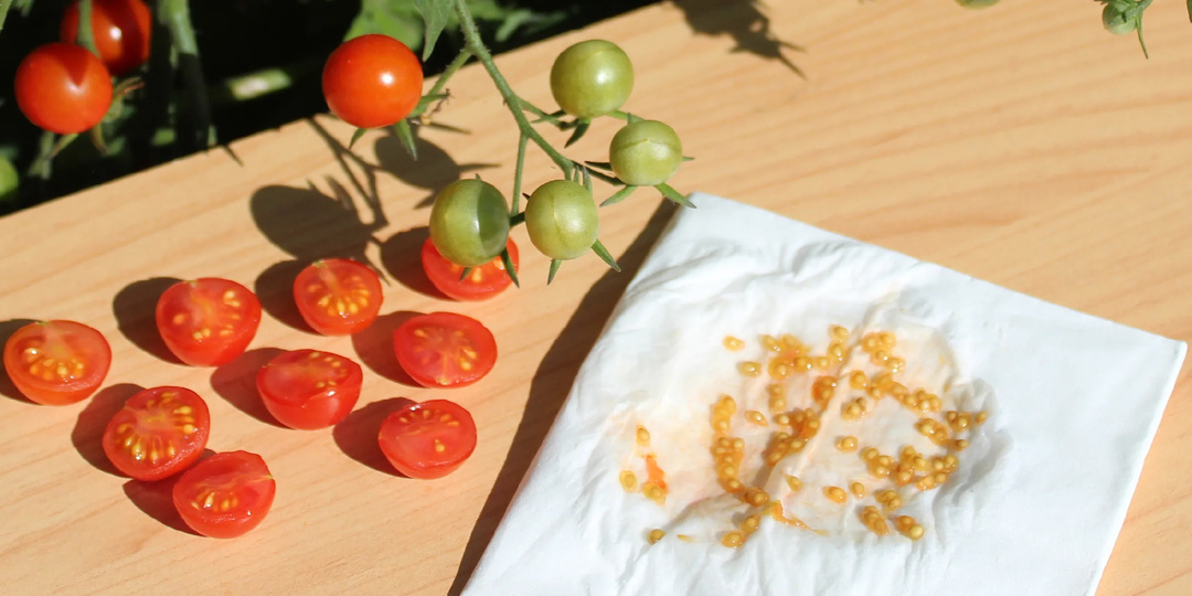 🍅 Как заготовить семена томатов дома: проверенная агротехника для стабильной всхожести 90–98 %