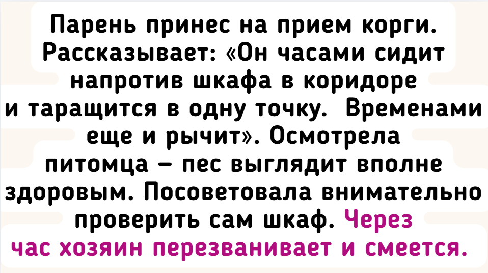 8 случаев, когда визит к ветеринару превратился в смешной анекдот