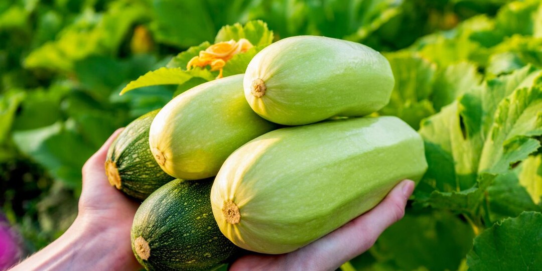 Что приготовить из кабачков быстро и вкусно: 12 лучших летних рецептов