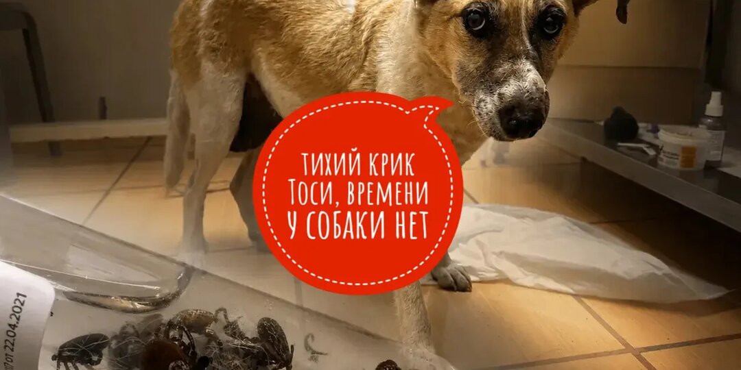 Тихий крик Тоси из Омска, опухоли и клещи...