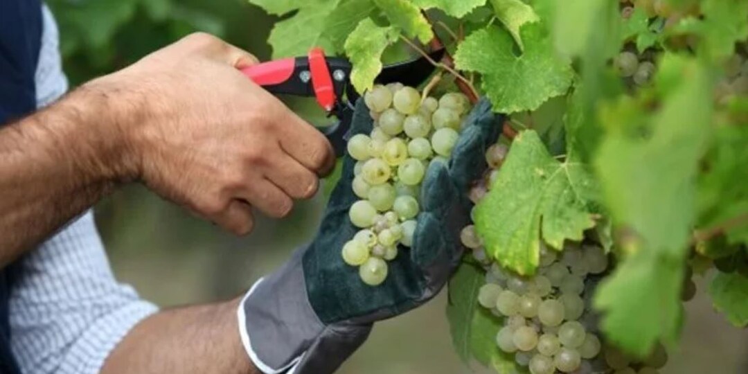🍇 Виноград поспел: как не пропустить момент и собрать урожай вовремя