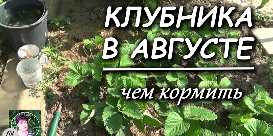 Чем подкормить клубнику в августе после обрезки, чтобы кусты хорошо перезимовали