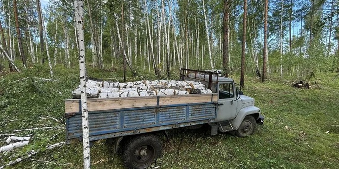 Мужчина в Куйтунском районе ответит за рубку леса на 230 тысяч рублей