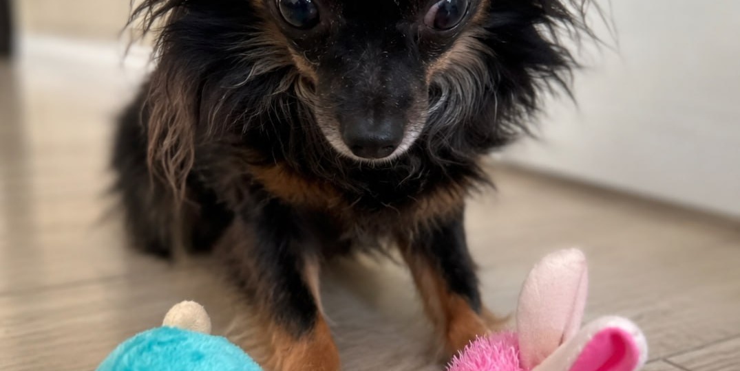 Мышонок 🐾