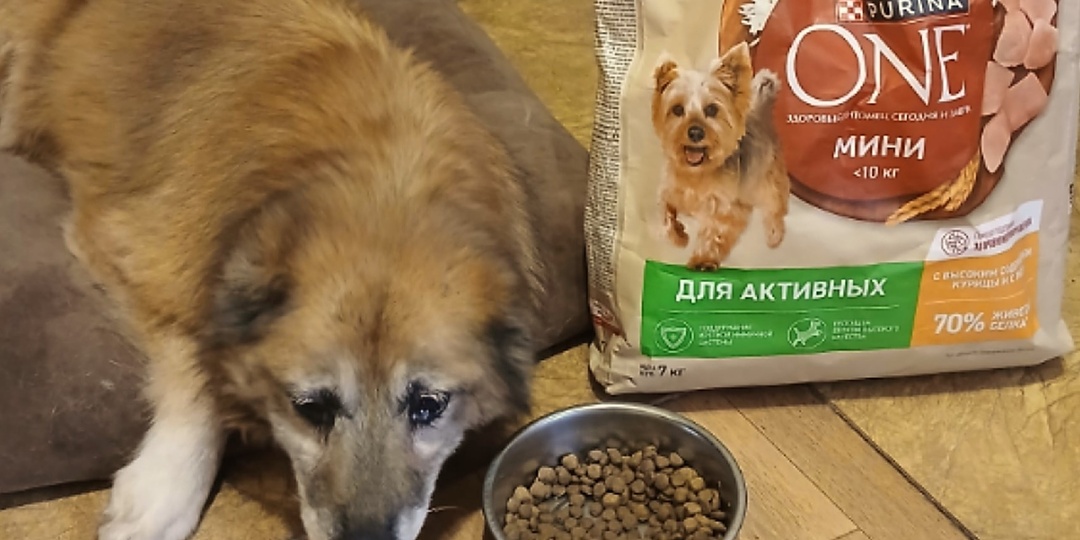 Найда отказывается от еды: срочно нужен любимый корм для старушки 🐶😔