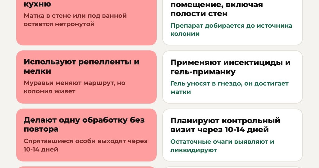 Дезинсекция от муравьев: 5 ошибок, из-за которых они возвращаются