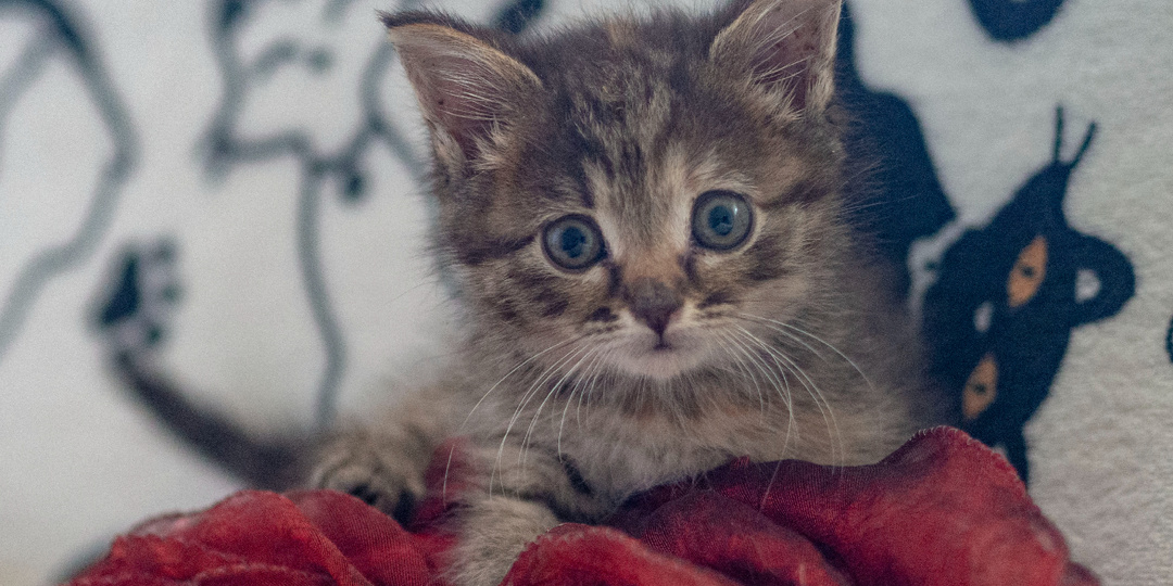 3,5 лапки, но любви у котенка на четверых