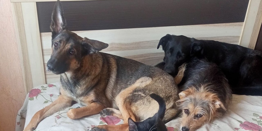 Поможем Бусе оплатить передержку за лето? 🐶