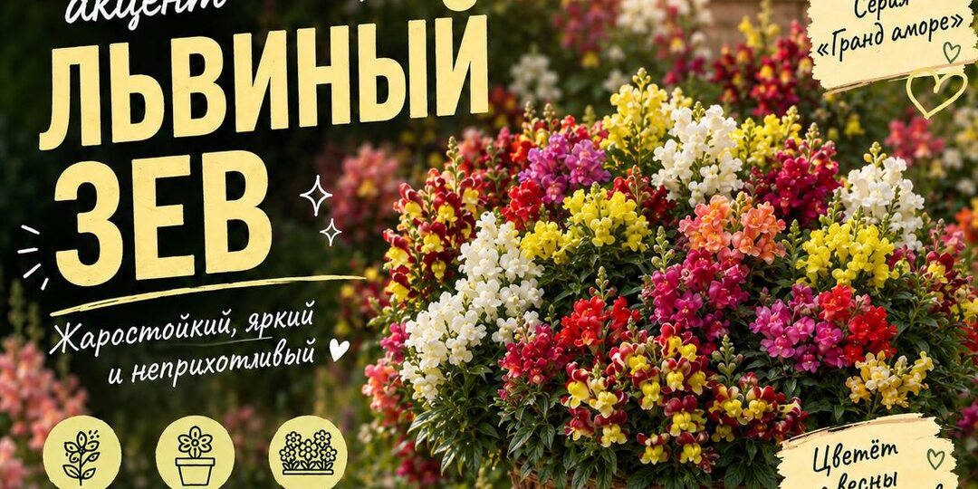 🦁 ЦВЕТОК СО СРЕДИЗЕМНОМОРСКИМ ХАРАКТЕРОМ — ЛЬВИНЫЙ ЗЕВ