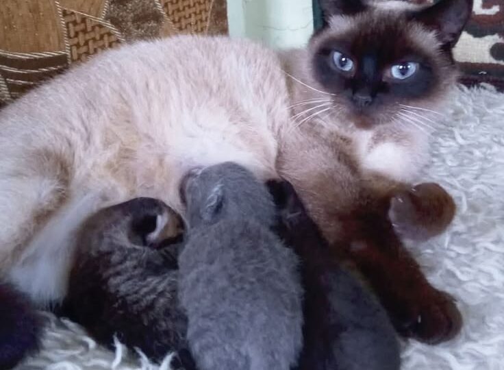 Котопозитив новая подборка