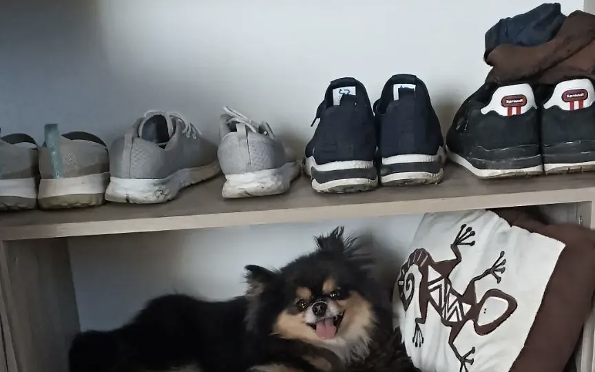 🐾 Привет от Аси — собачки с нежным именем и большим сердцем