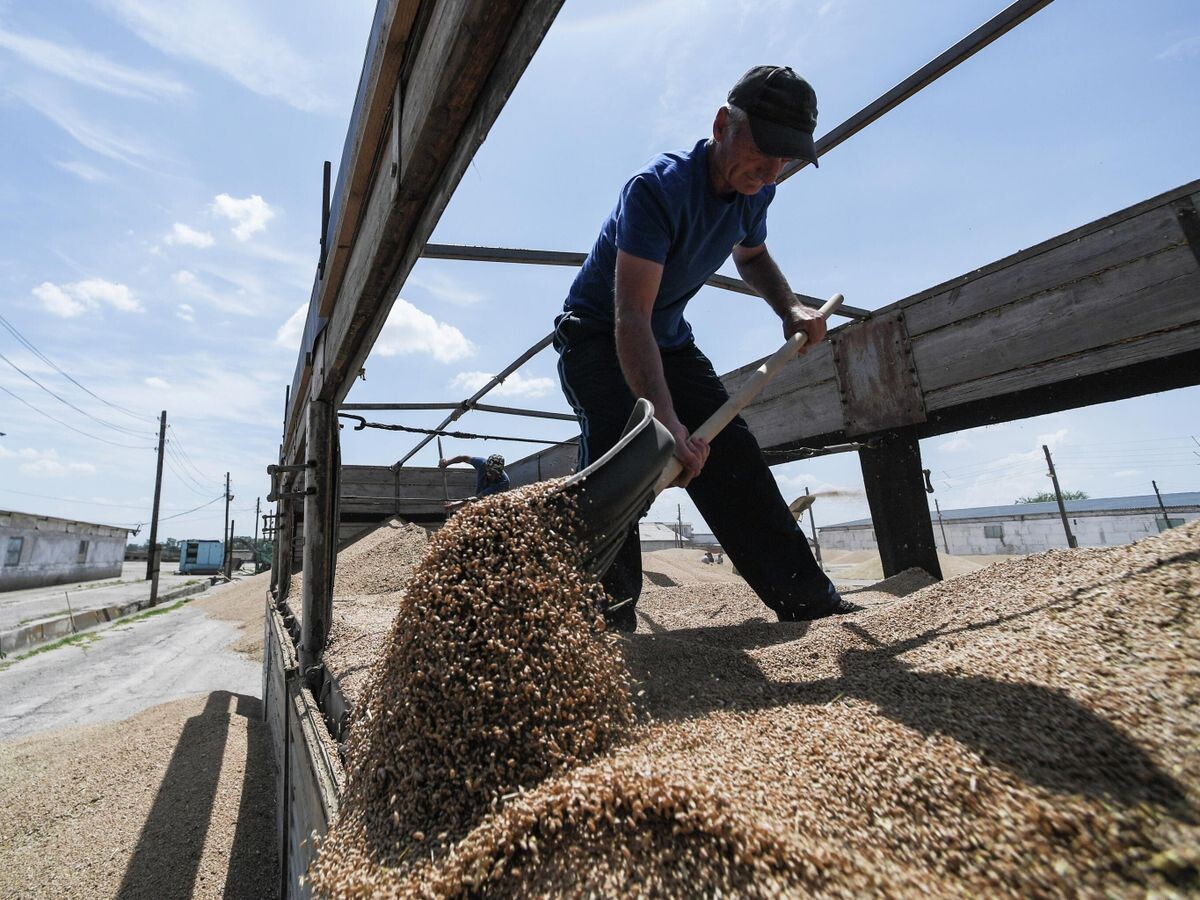 Зерновой кризис на Украине может затянуться до 2027 года — Bloomberg