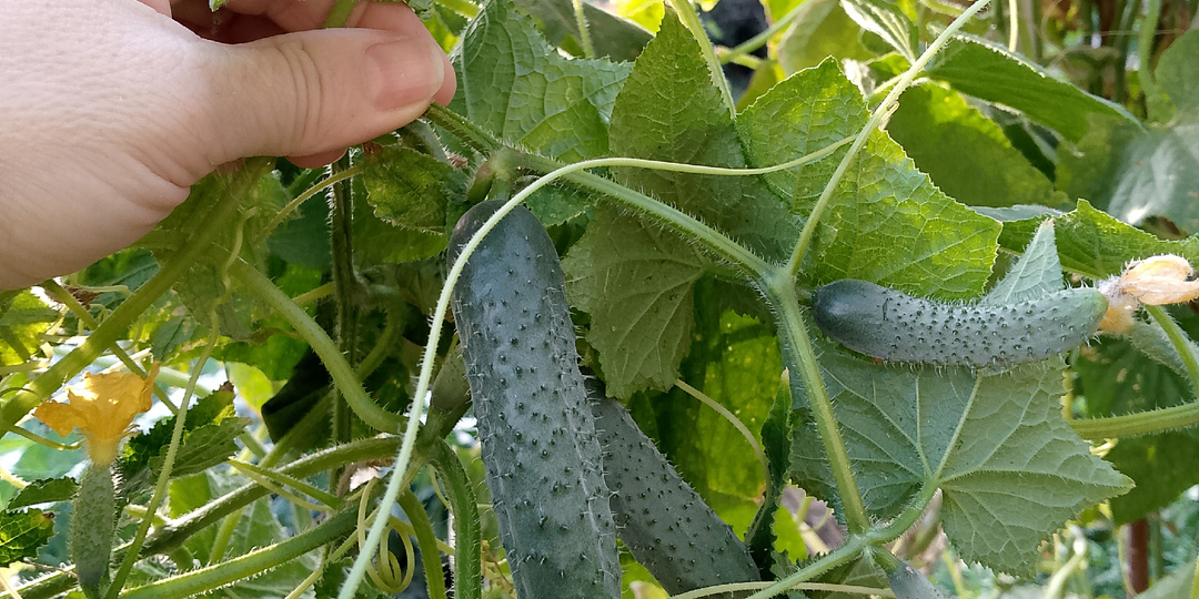 Огурец 🥒 Изумруды Скифов: мой дачный хит этого сезона