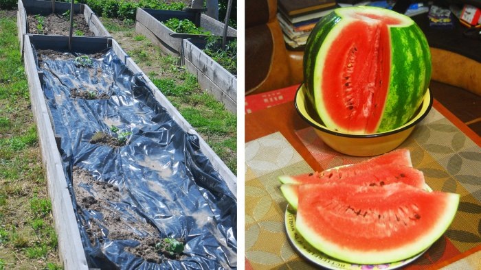 🍉Как вырастить арбуз в средней полосе России