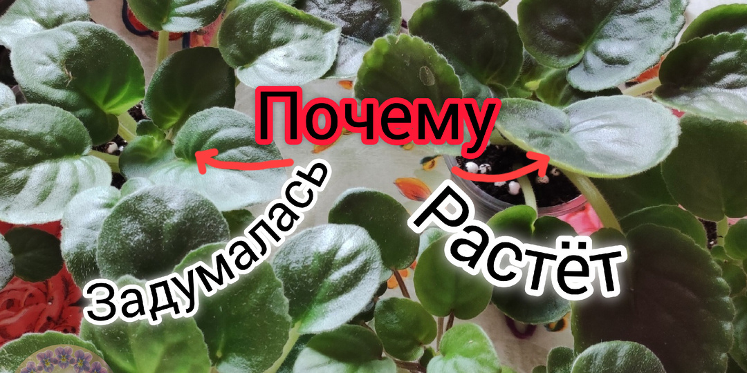 Почему детки фиалок не растут после пересадки? 5 причин, которые я теперь проверяю первыми