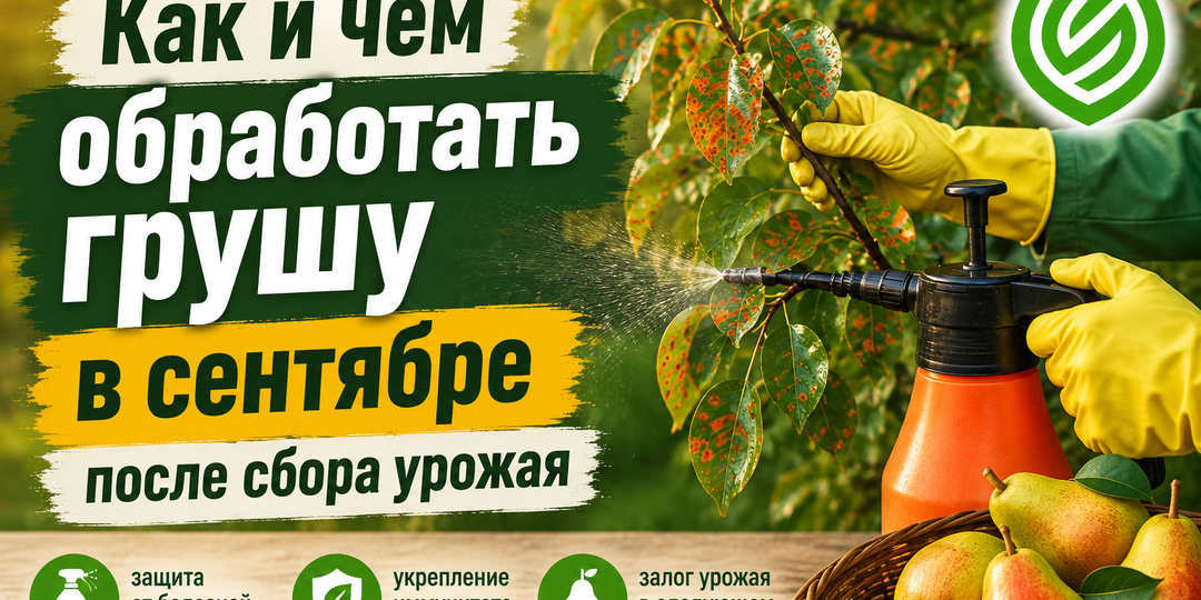 Как и чем обработать грушу в сентябре после сбора урожая