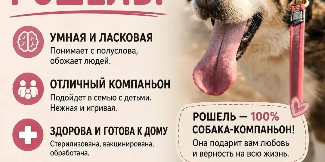 Рошель — та самая собака, которую вы ищете всю жизнь 💫🐕