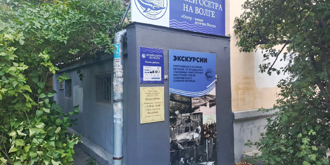 Живая рыба, архивные снимки и рубль на счастье: Музей осетра на Волге открыли в Волгограде