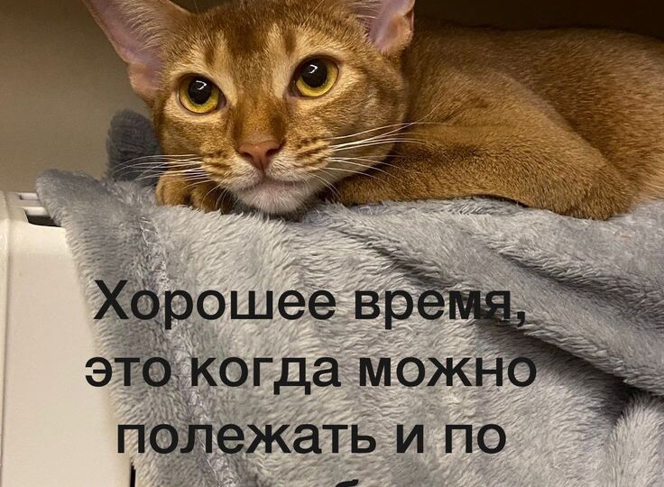 Веселые мемы свежая подборка