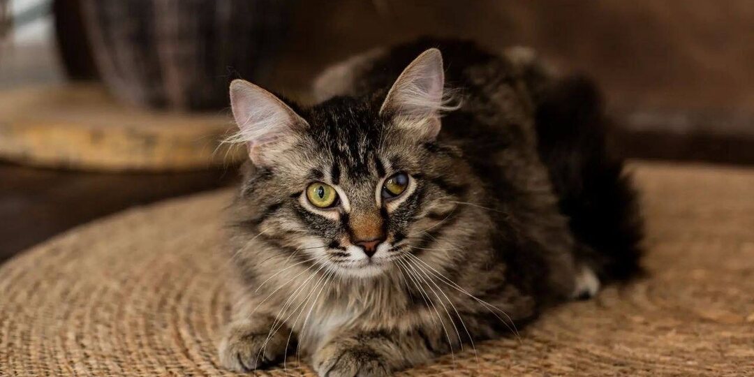 🍂ЛЕТО ЗАКАНЧИВАЕТСЯ, А КОТИКИ НИКОГДА 🐾
