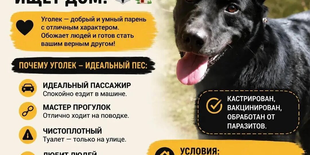 Уголёк — пёс, который улыбается глазами и греет душу 🐺💛