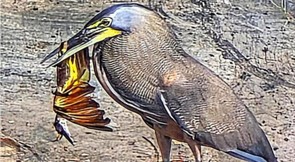     José Manuel Mora et al. / Waterbirds, 2026