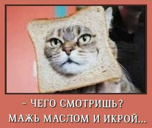 Пушистый юмор от забавных котиков