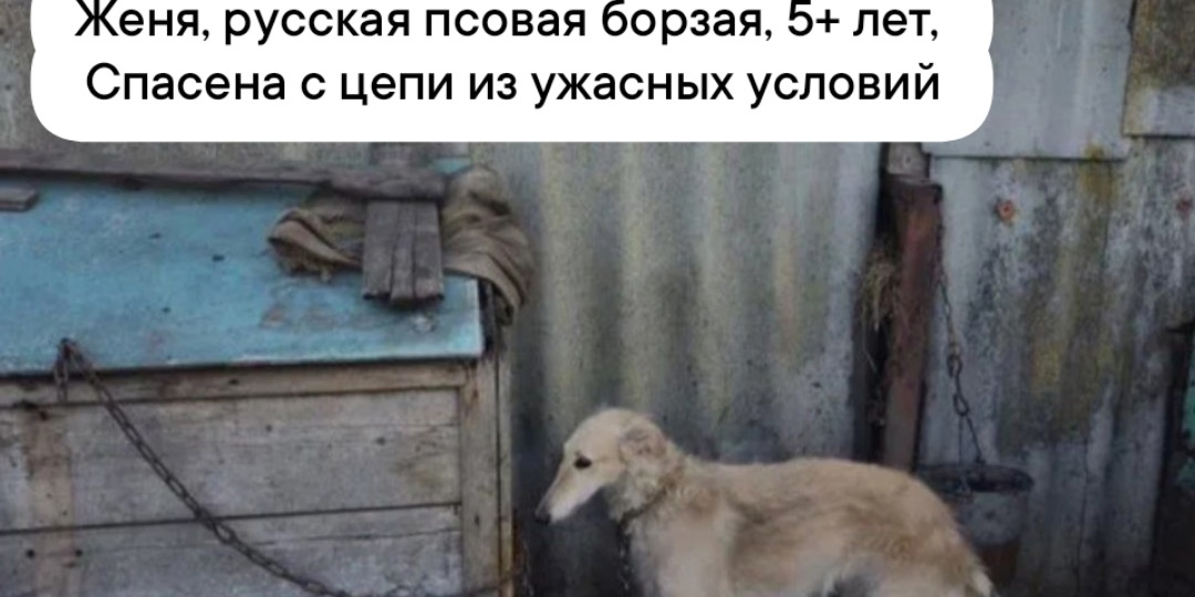 Борзая на цепи!? Да, и не только... Хаски болеют, борзянки - туда же🤦🏼‍♀️