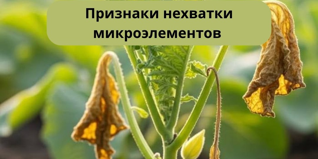 Пожелтение между жилками листа, скручивание краёв, слабый рост побегов — частые сигналы, что растению не хватает микроэлементов