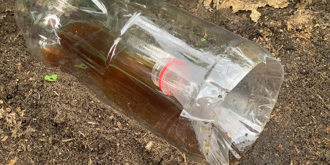 Делаю хитрую ловушку для слизней из обычной бутылки за 10 секунд — переловила так почти всех