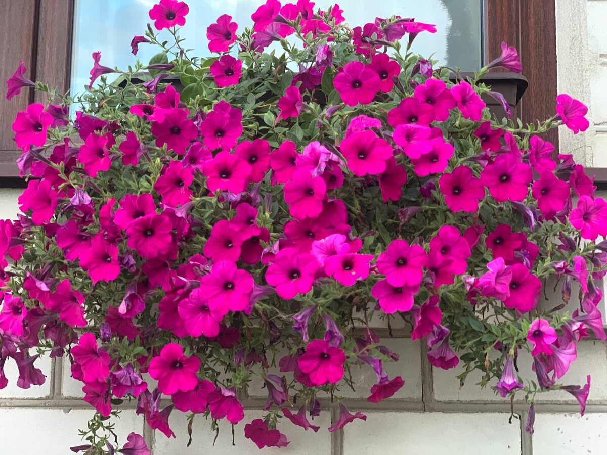 �������, 25 ������� 2026 ����. ���� ������