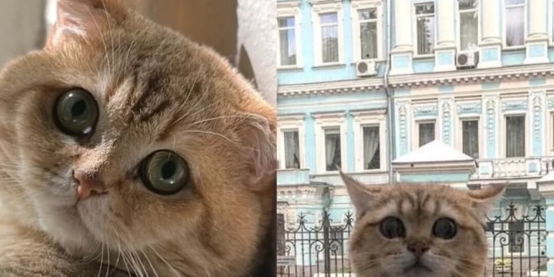 Где Силька? У актера Дмитрия Корепина в Керчи сбежал кот Сильвестр: ищут все